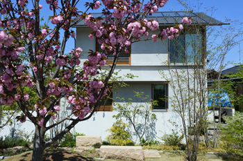 サトザクラ（関山）