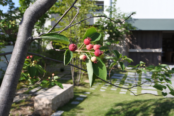 ジューンベリー