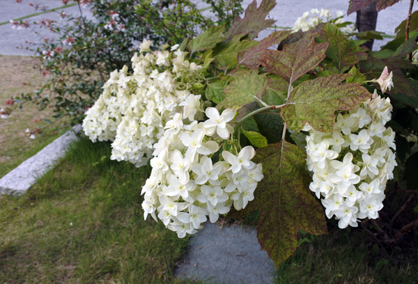 カシワバアジサイ