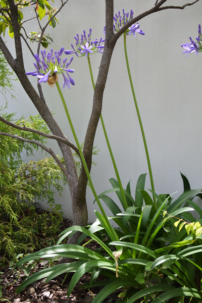 agapanthus2
