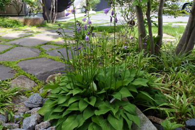hosta