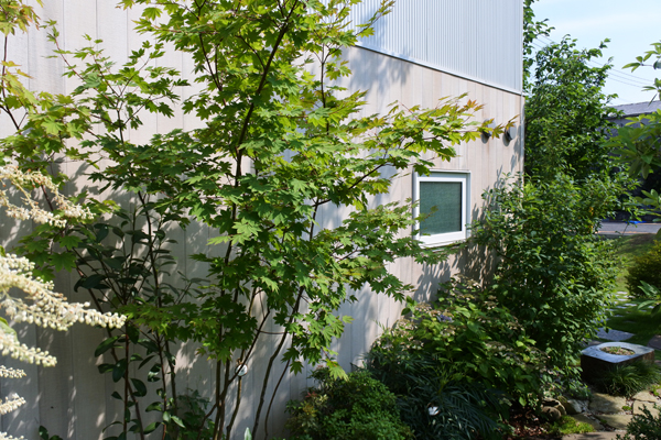 コハウチワカエデ