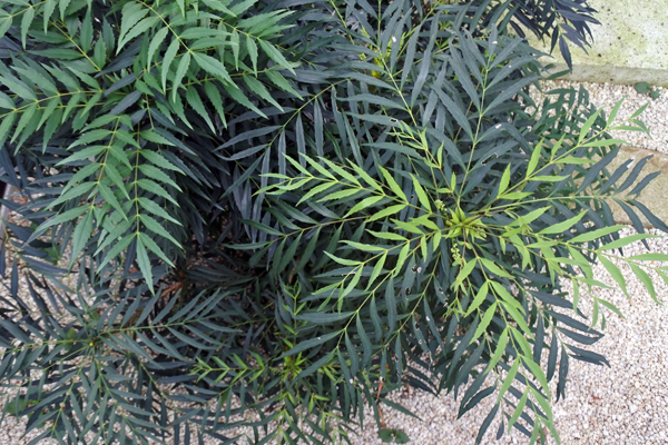 マホニアコンヒューサ