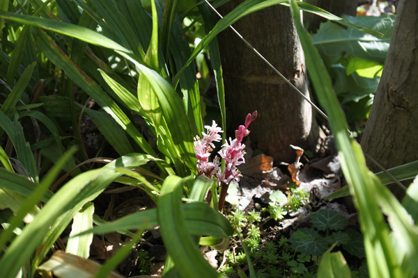 キチジョウソウ