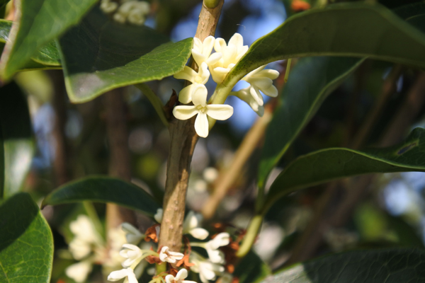 四季咲きモクセイ