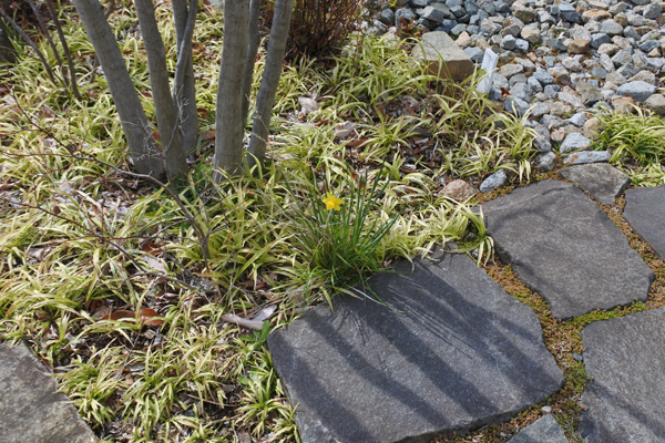 植えた覚えの無い球根