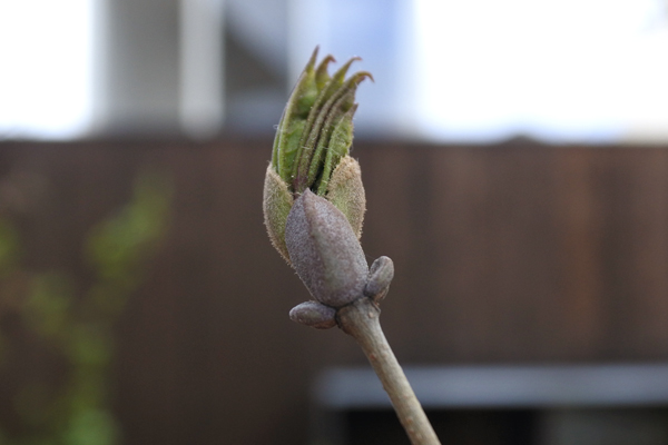 ポケモン図鑑のようなウルトラ図鑑のようなアオダモ図鑑