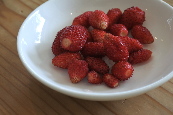 ワイルドストロベリー