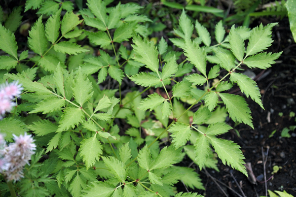 astilbe2