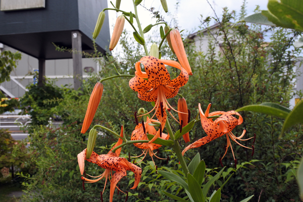 夏を愛する花は　心強き花〜♫