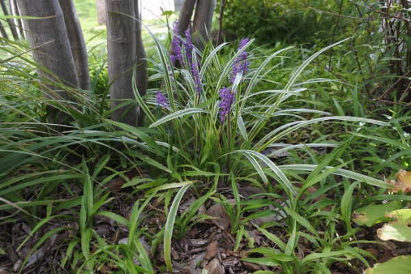 斑入りヤブラン