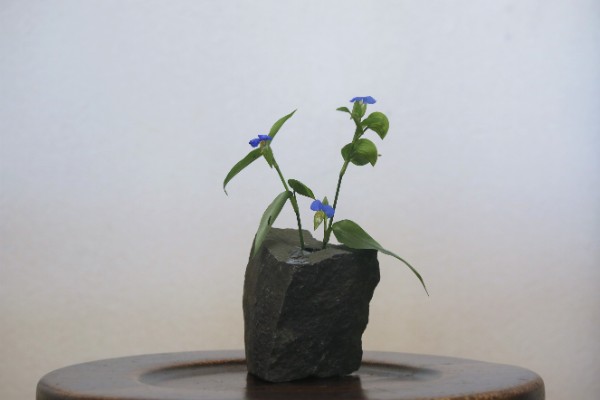 道草のうつわ 〜 部屋の片隅に作る小さな庭