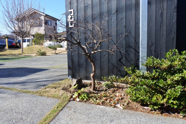 とっておきのナツハゼ