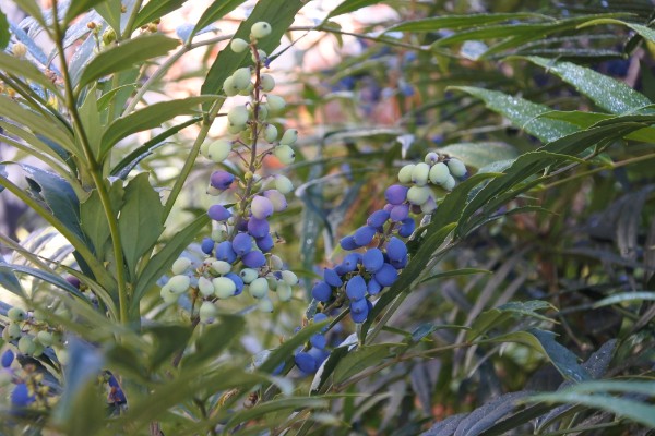 冬のつむじの彩り