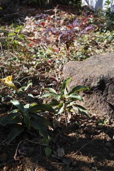 キンカンの木の下で