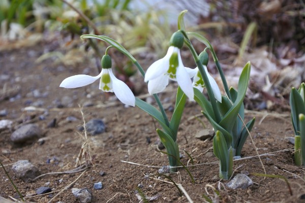 スノードロップ