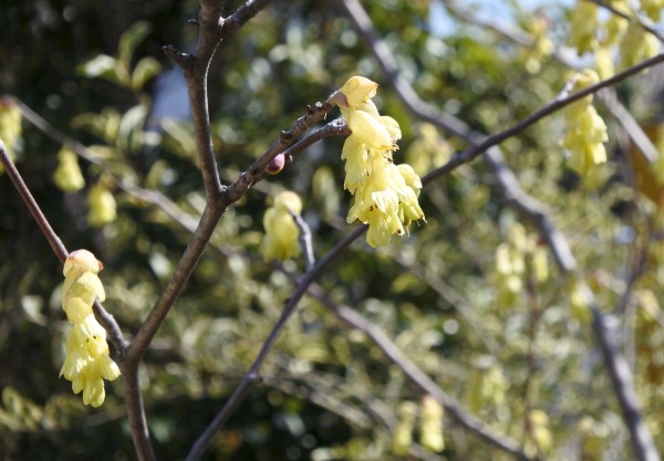 トサミズキとヒュウガミズキ