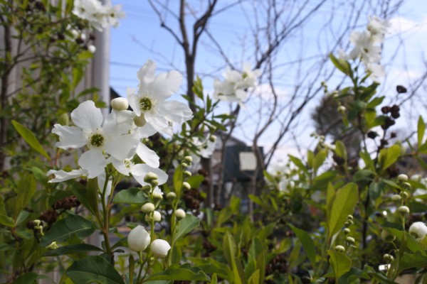 桜が咲くと人口が膨れ上がる国立を脱出して「つむじ」へ