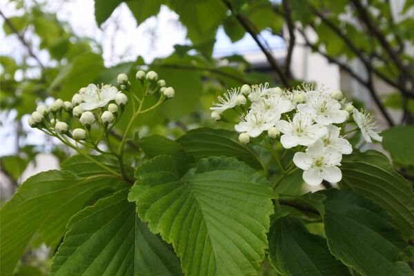 2q3sbwJbZR3puXN1556187065