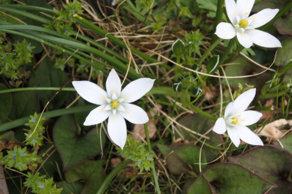 ベツレヘムの星