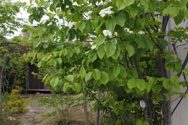 nBGuLUME3Ty85dA1556187200