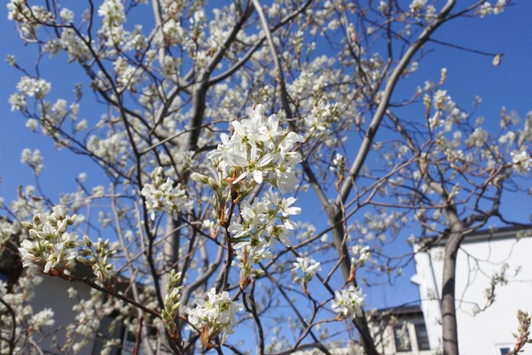 ジューンベリーの日