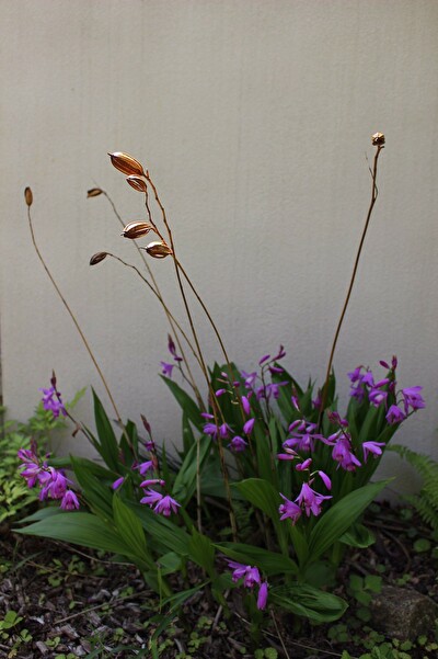 シランの枯れ姿と花と