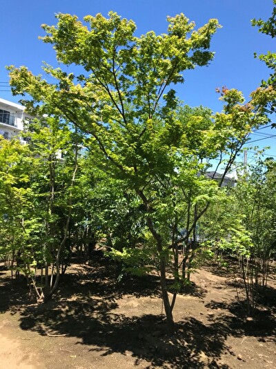 QgebaBxzy0WZMe01569042511