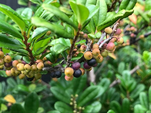 PDHY51rlibWoHXx1571559530