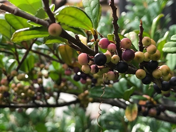 ハマヒサカキが良くなってきたなあ、と思った今日のつむじ
