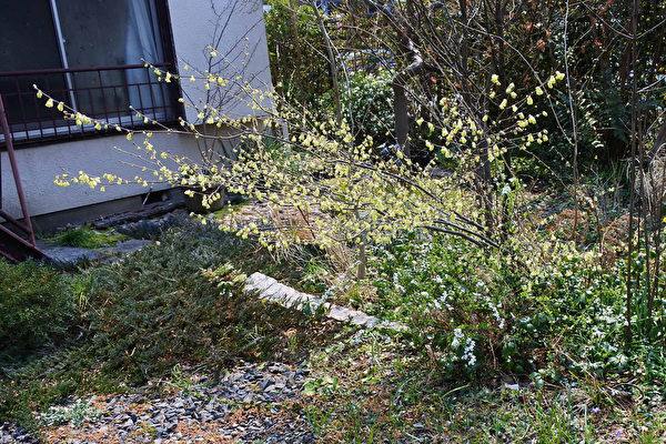 rMYDnmaZ9leJyea1571366244