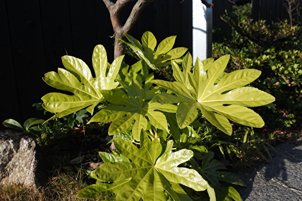 fwkZqrgAHFjLa0C1577177855