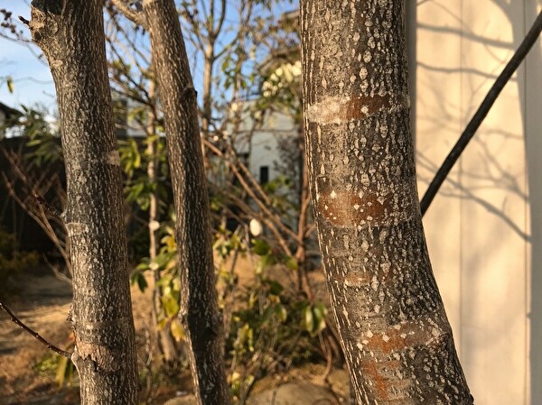 sefOoQmyhyO2XbO1578990583