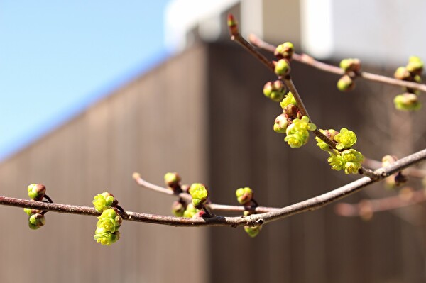 3月が好きです。