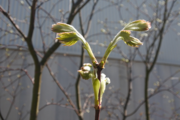 コハウチワカエデとシャリンバイ