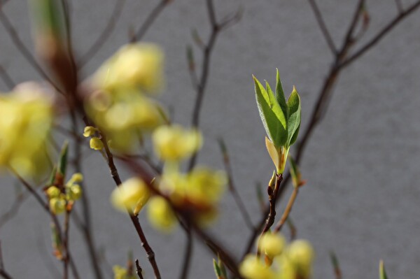 qtcv6GlvMJBEhYx1583972376