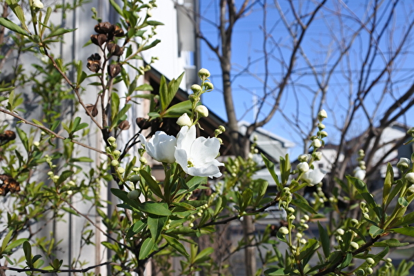 つむじ樹木札をつけようワークショップ