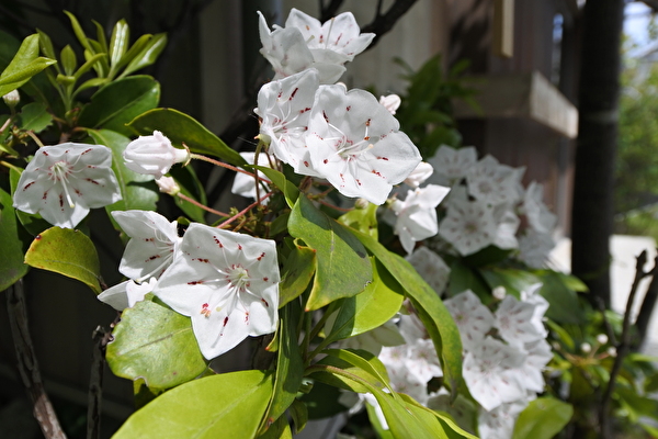 9tGD63Jl0dvyMWf1589444944