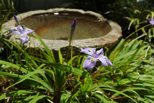 来年も春はやってくる。