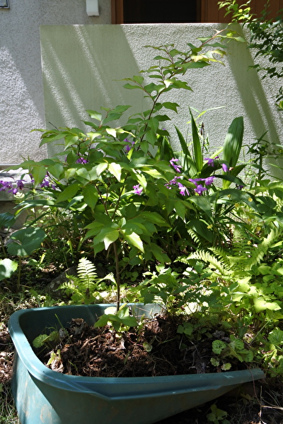 LbnRlzF4F1QCtJ31589697828