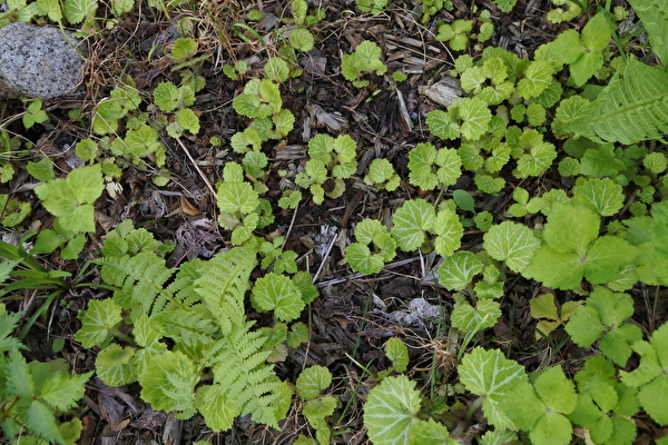 ZixhiN8XjHrOoM41589697504