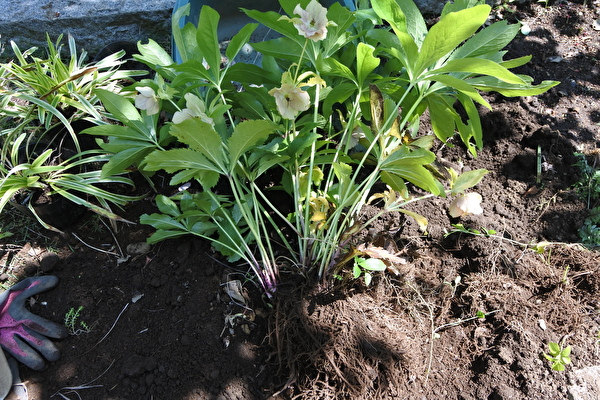 jLyTfsTopRJpV651589697934