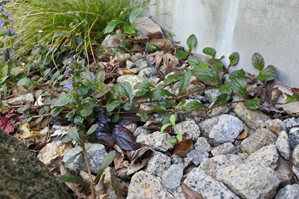 v9P5ZAUi4ASWTdG1589697375