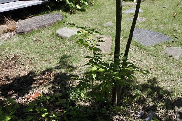 つむじの庭から「あそこ」へ