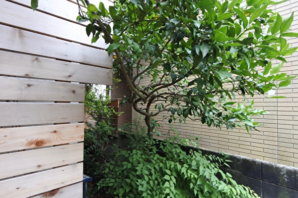 板塀と花柚子