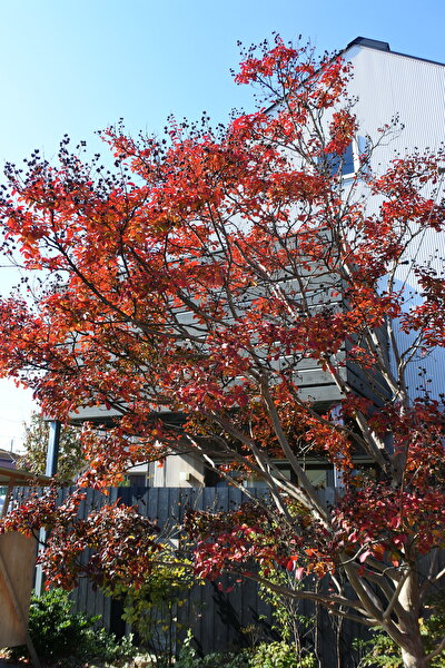 C1jI0DAqClHDkrm1599026398