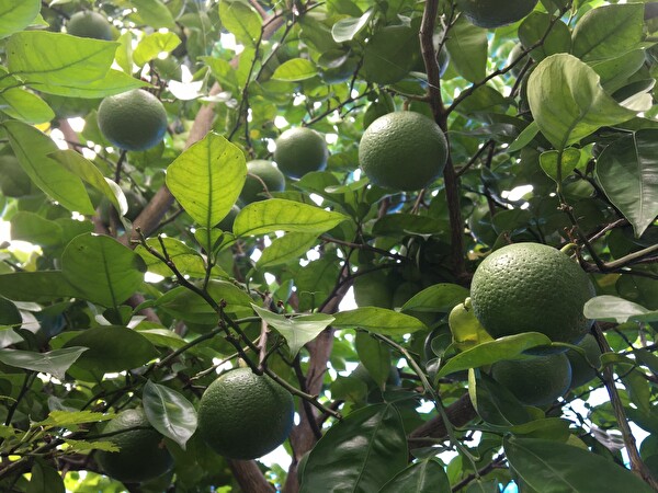 hxJwAtrKt0401o31599721089