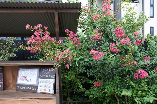 つむじのサルスベリ