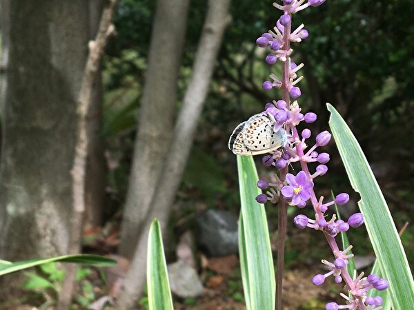 uv4vV7jsv6vIBNU1599721022