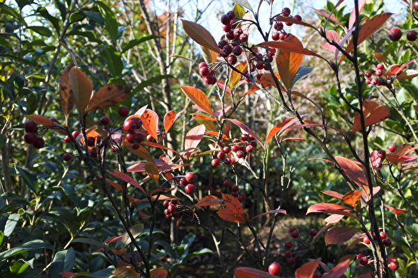 Lc29Wa2LfWP0o871605598999